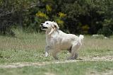GOLDEN RETRIEVER 759